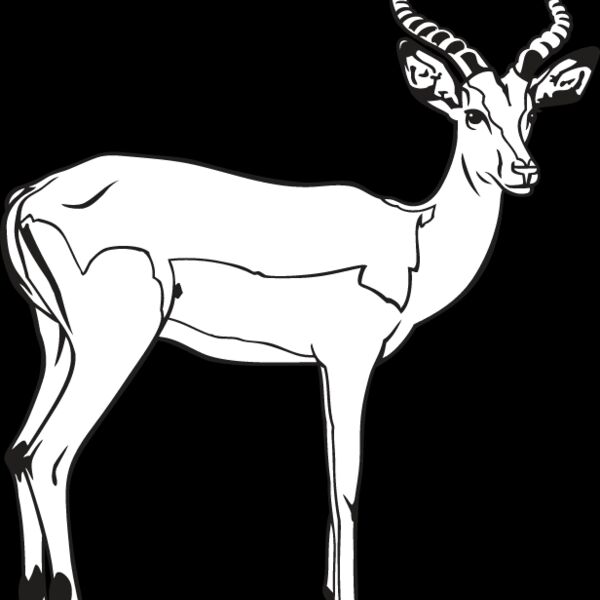 Impala Thumbnail
