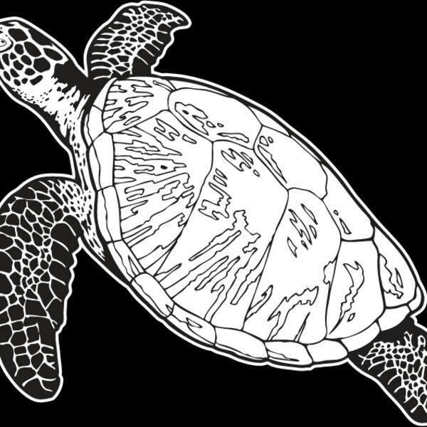Sea Turtle1 Thumbnail