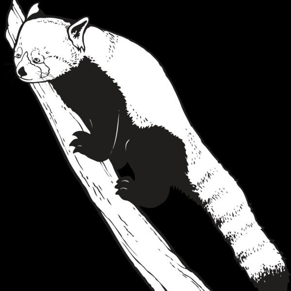 Red Panda Bear Thumbnail