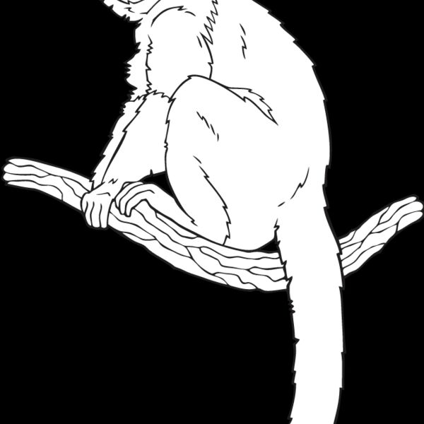 Monkey6 Thumbnail