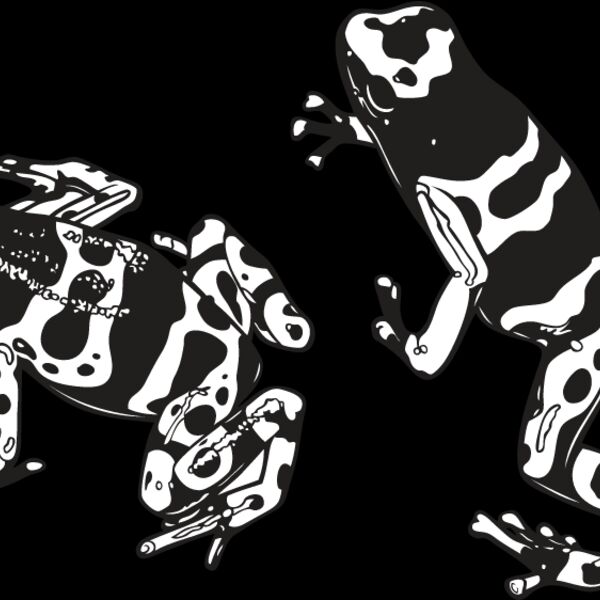 Frogs Thumbnail
