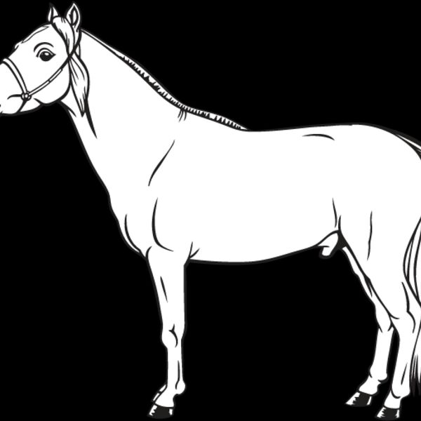 Miniature Horse1 Thumbnail