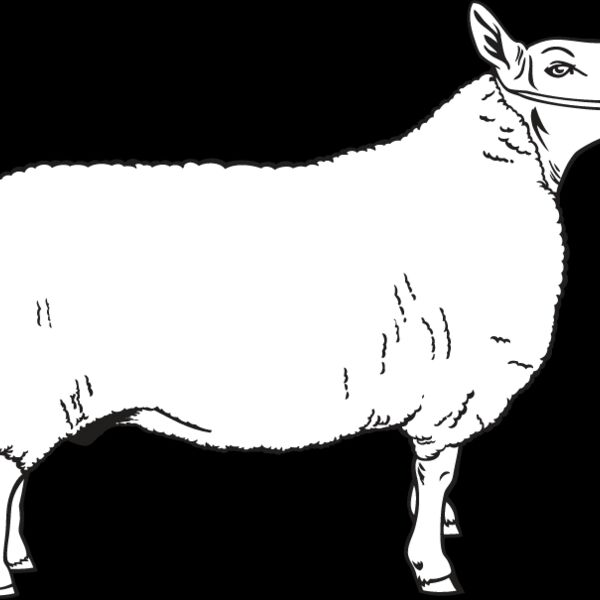 Sheep1 Thumbnail