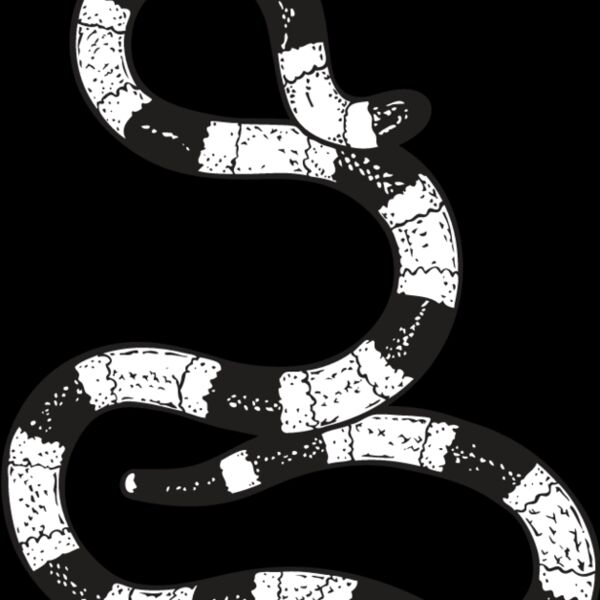 Coral Snake Thumbnail