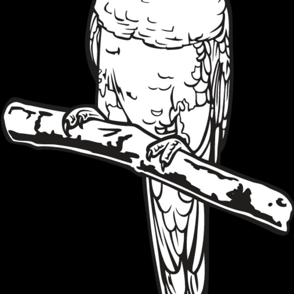 Lorikeet Thumbnail