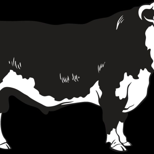 Bull2 Thumbnail