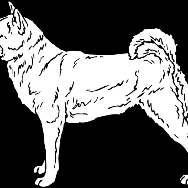 Shiba Inu1 Thumbnail
