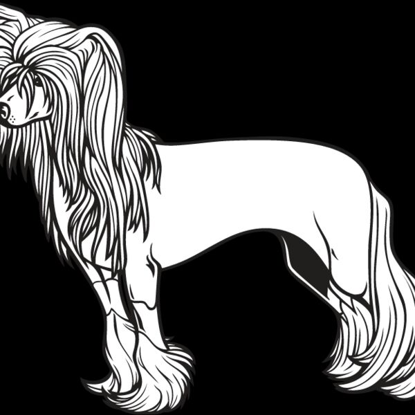 Chinese Crested1 Thumbnail