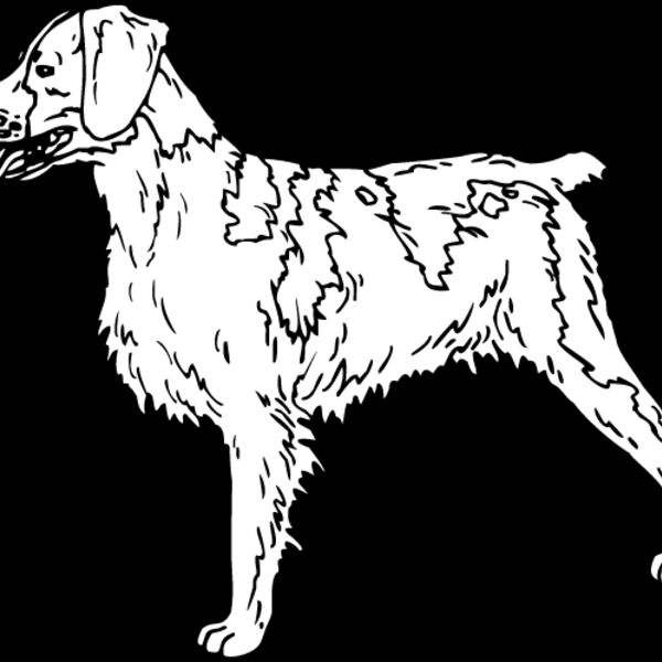 Brittany Spaniel1 Thumbnail