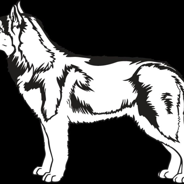 Siberian Husky2 Thumbnail