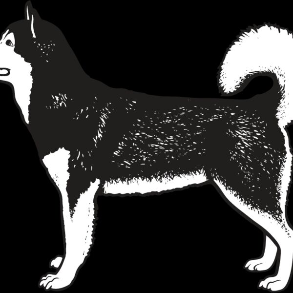 Malamute1 Thumbnail