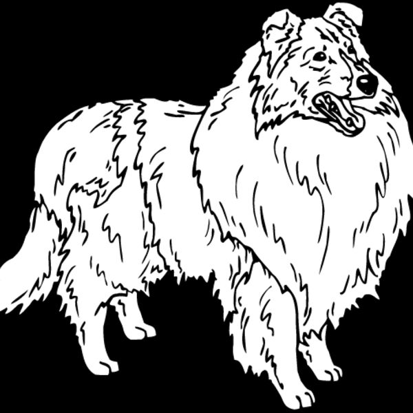 Collie2 Thumbnail