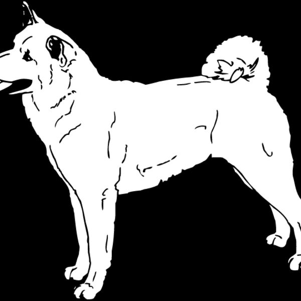 Akita1 Thumbnail