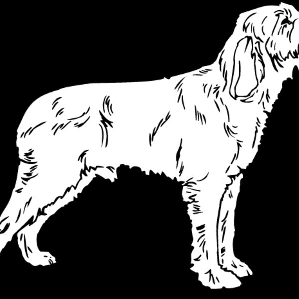 Spinone Italiano Thumbnail