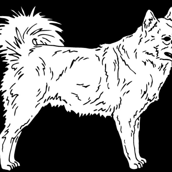 Finnish Lapphund Thumbnail