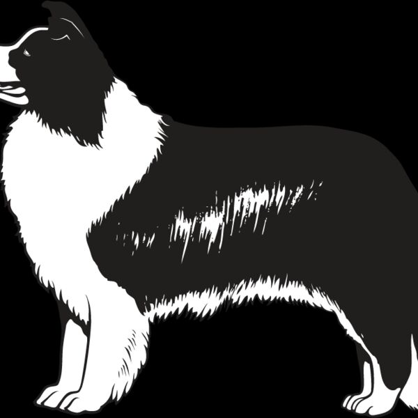 Border Collie3 Thumbnail