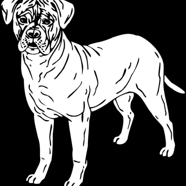 Bull Mastiff1 Thumbnail