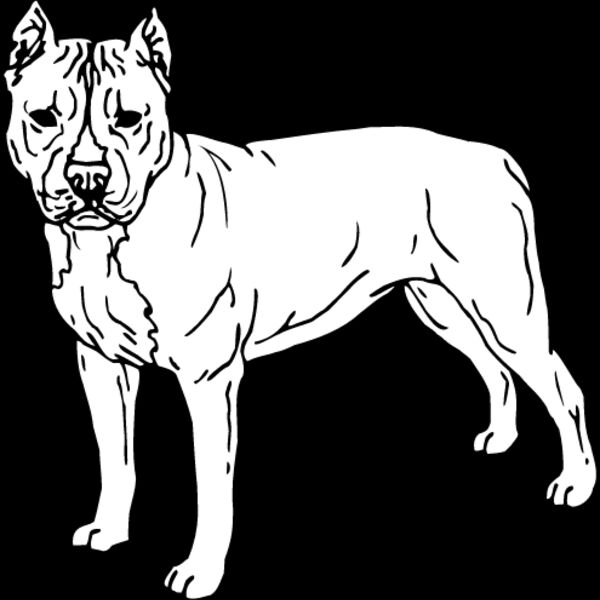 Staffordshire Bull Terrier3 Thumbnail