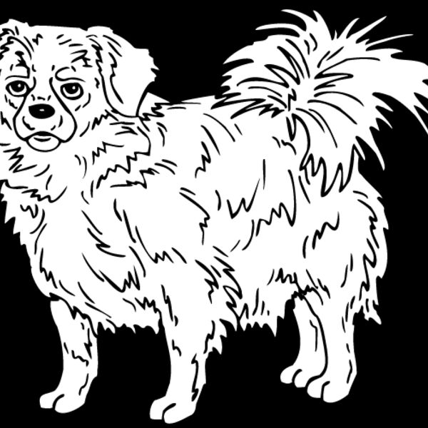 Tibetan Spaniel Thumbnail
