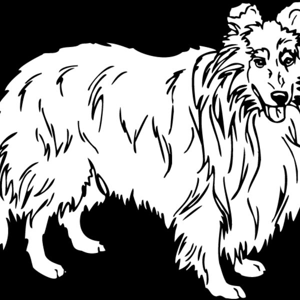 Shetland Sheepdog1 Thumbnail