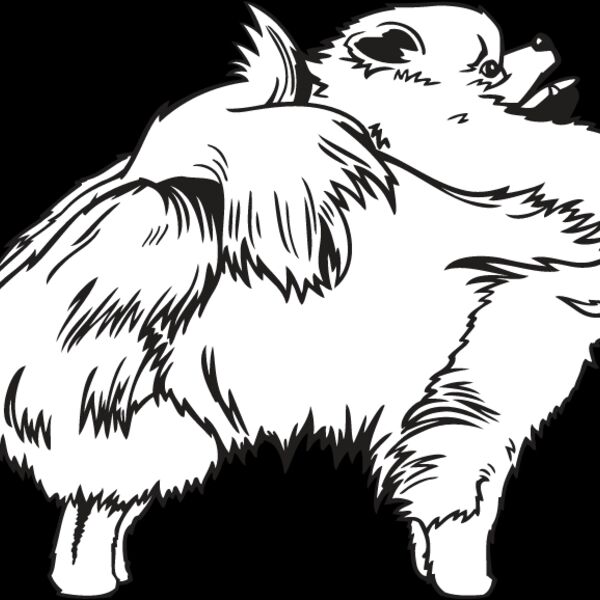 Pomeranian3 Thumbnail