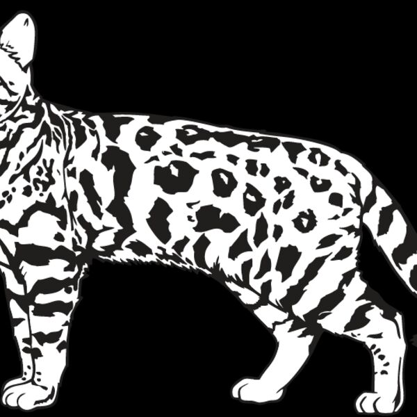 Cat10 Thumbnail