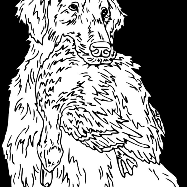 Golden Retriever2 Thumbnail