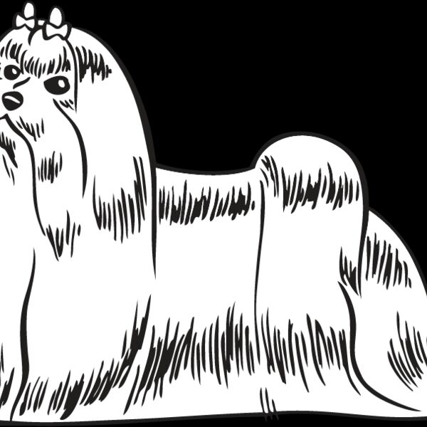 Maltese Thumbnail