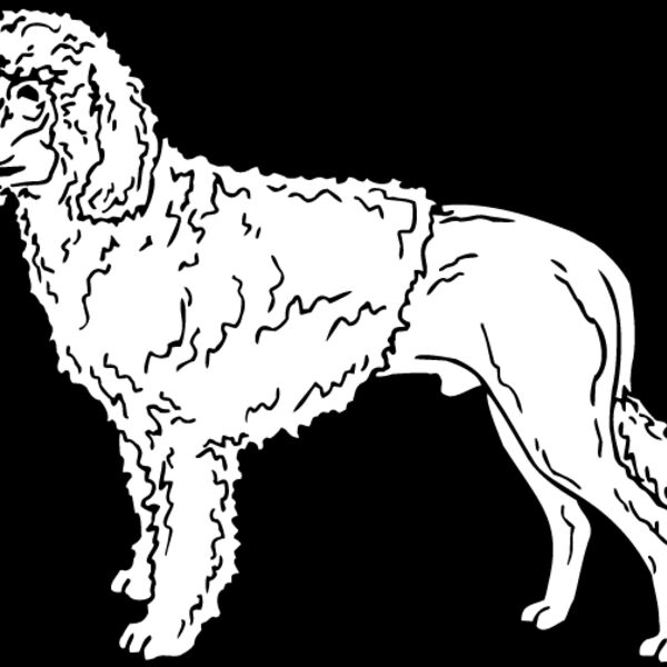 Portugese Water Dog Thumbnail