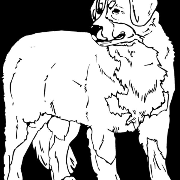 Bernese Mountain Dog1 Thumbnail
