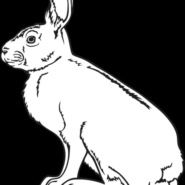 Rabbit4 Thumbnail