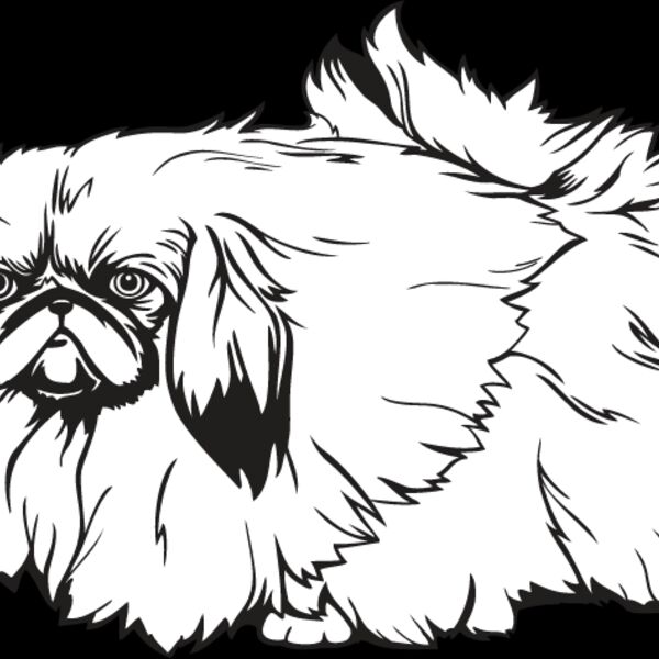 Pekingese Thumbnail