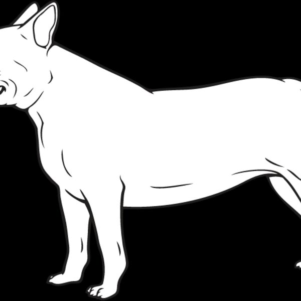 Bull Terrier2 Thumbnail