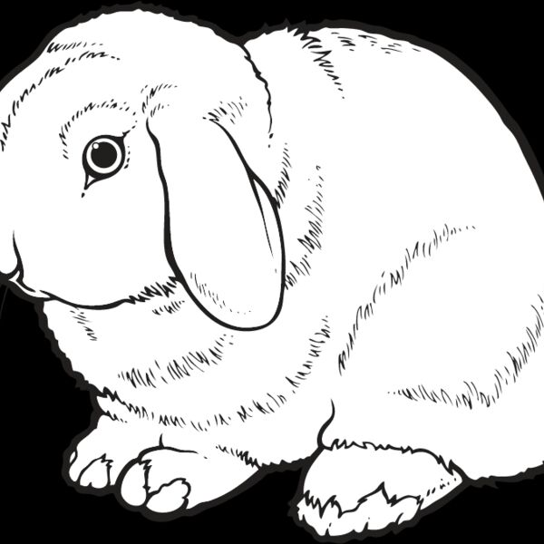 Rabbit6 Thumbnail