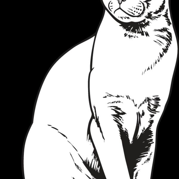 Cat41 Thumbnail