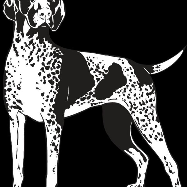 Shorthaired Pointer1 Thumbnail