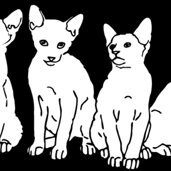 Kittens Thumbnail