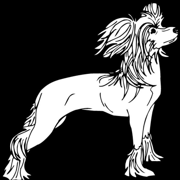 Chinese Crested2 Thumbnail