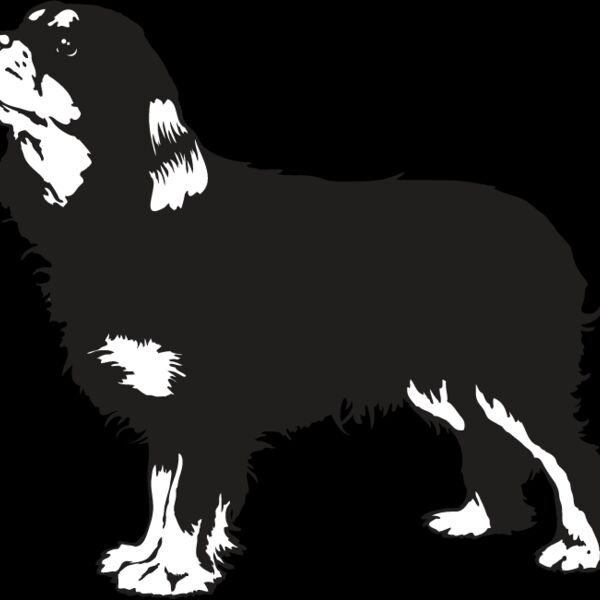 King Charles Spaniel3 Thumbnail