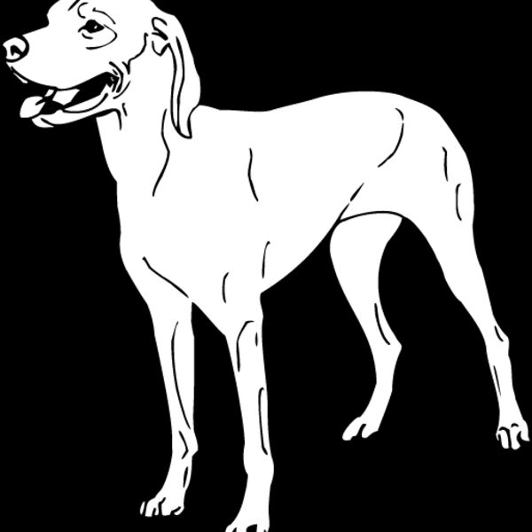 Vizsla1 Thumbnail