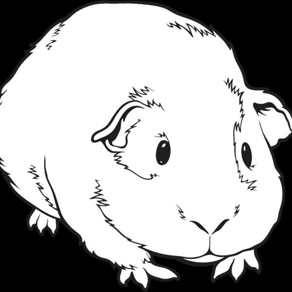 Guinea Pig Thumbnail
