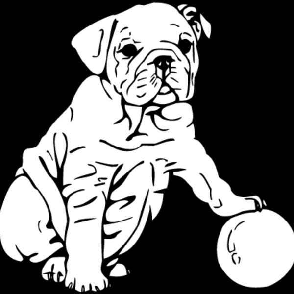 Bulldog Puppy Thumbnail