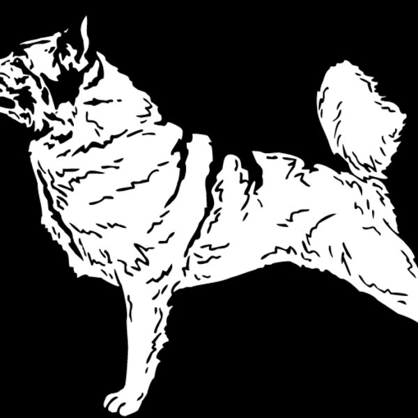 Norweigian Elk Hound Thumbnail