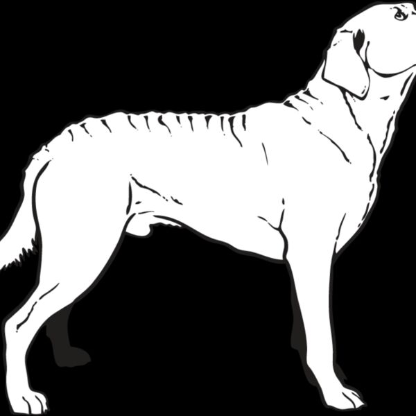 Chesapeake Bay Retriever2 Thumbnail