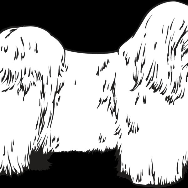 Havanese Thumbnail