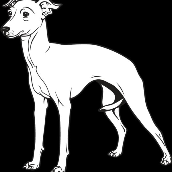 Italian Greyhound Thumbnail