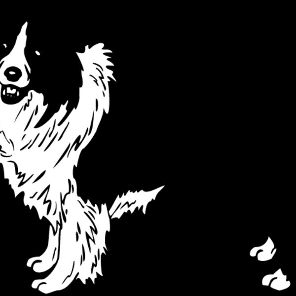 Border Collie1 Thumbnail