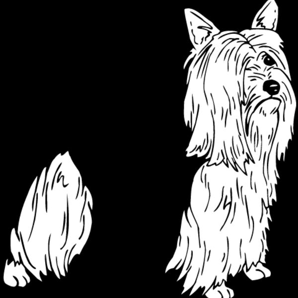 Silky Terrier Thumbnail