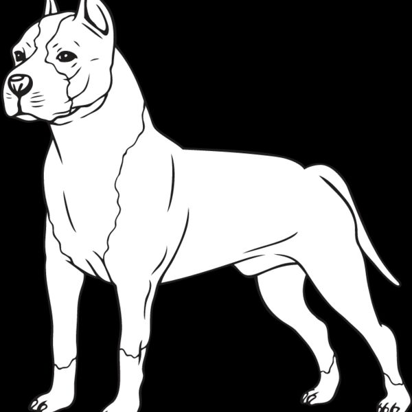 Staffordshire Bull Terrier2 Thumbnail