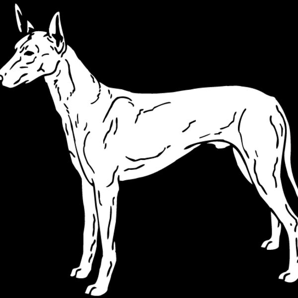 Pharoah Hound Thumbnail